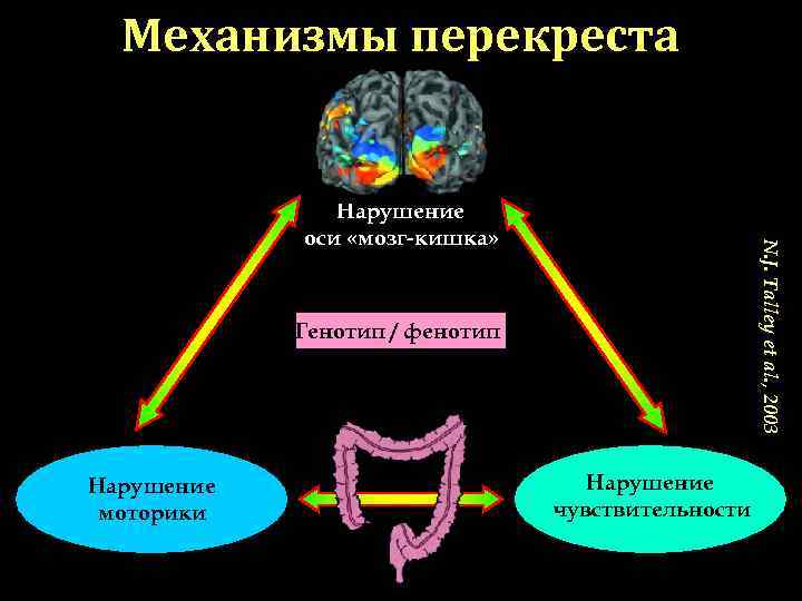 Механизмы перекреста Нарушение оси «мозг-кишка» Механизмы перекреста Нарушение оси «мозг-кишка»