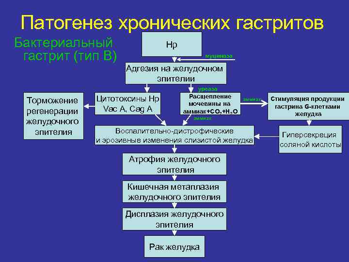 Патогенез хронических гастритов Бактериальный гастрит (тип В) Нр муциназа Адгезия на желудочном эпителии уреаза
