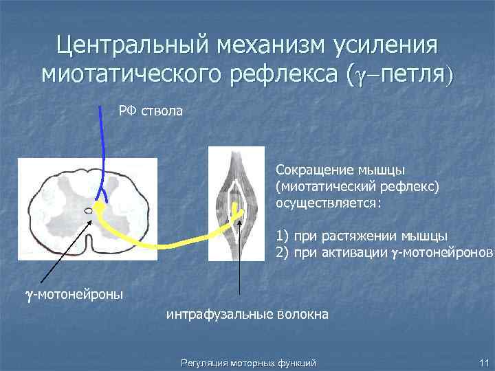 Миотатический рефлекс физиология схема