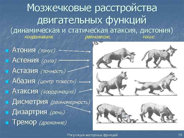 Мозжечковые расстройства двигательных функций (динамическая и статическая атаксия, дистония) координация, n n n n