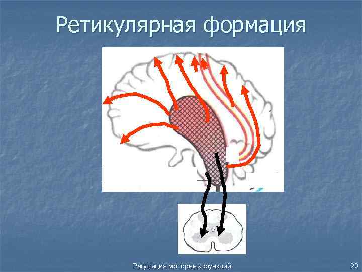Ретикулярная формация Регуляция моторных функций 20 