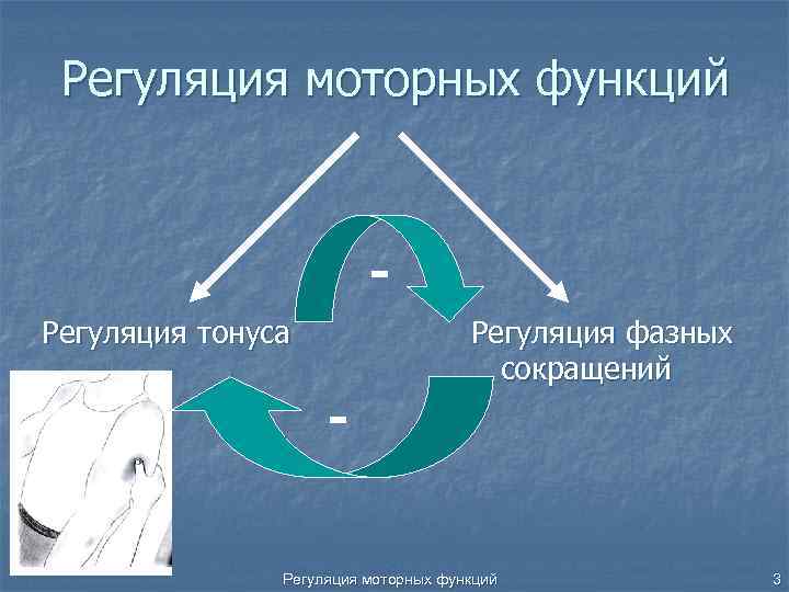 Регуляция моторных функций Регуляция тонуса - Регуляция фазных сокращений Регуляция моторных функций 3 