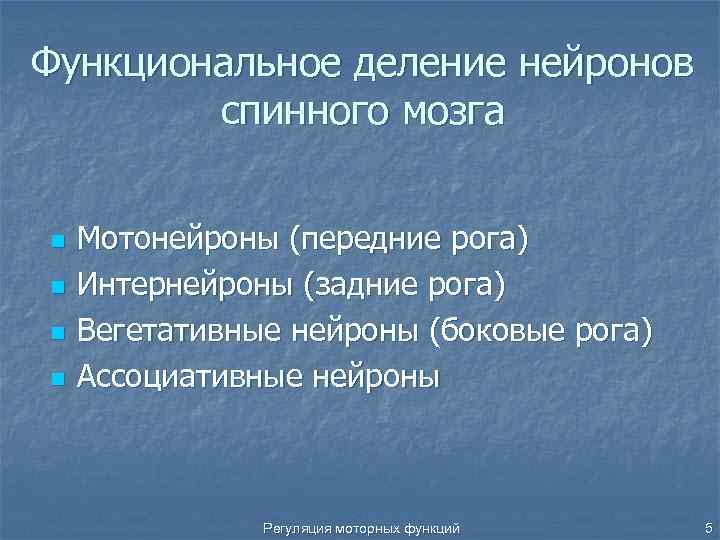 Функциональное деление нейронов спинного мозга n n Мотонейроны (передние рога) Интернейроны (задние рога) Вегетативные