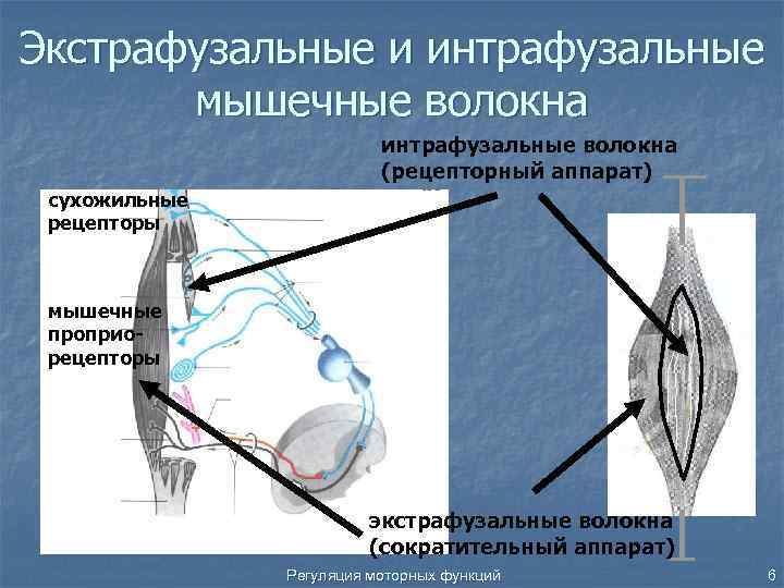 Экстрафузальные волокна