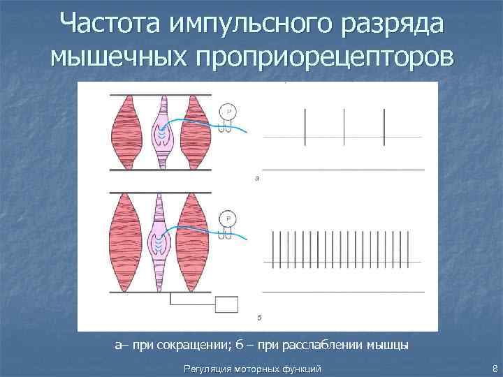 Шкала больших моторных функций