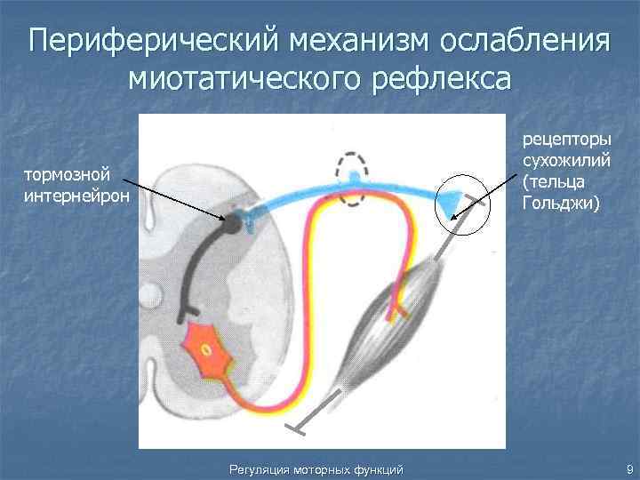 Рефлекторная дуга сухожильного рефлекса. Сухожильные рефлексы физиология. Миотатические рефлексы. Перестройка миотатического рефлекса по Рубинову. Перистальтический рефлекс физиология.