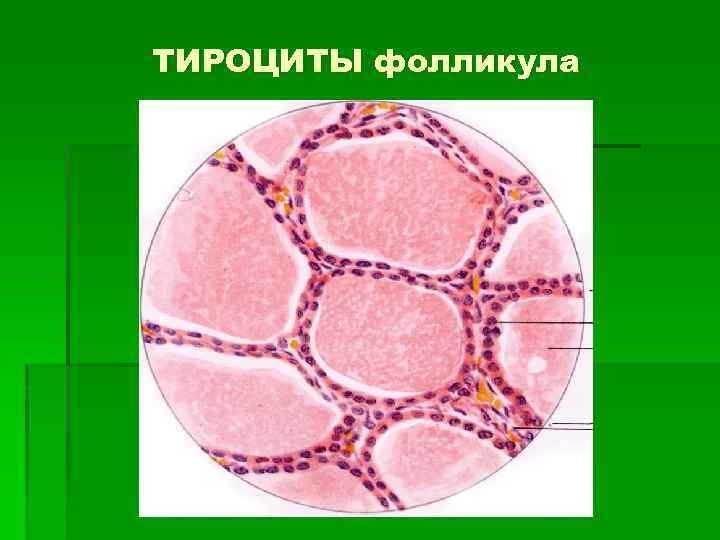 ТИРОЦИТЫ фолликула 