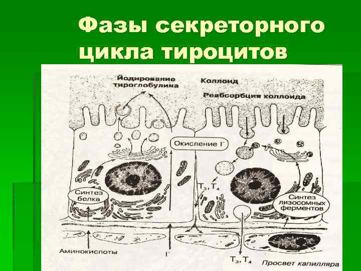 Секреторный цикл фолликулярного тироцита схема по гистологии