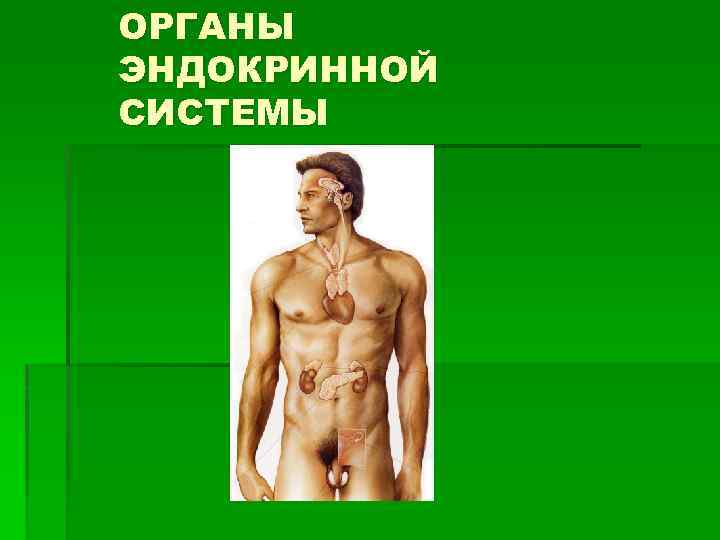 ОРГАНЫ ЭНДОКРИННОЙ СИСТЕМЫ 