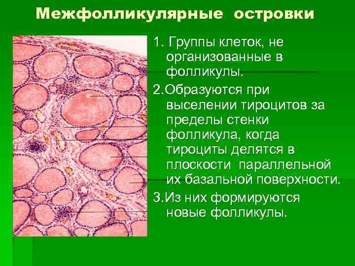 Группы клеток метаплазированного