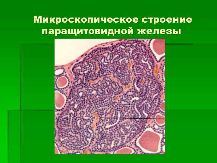 Микроскопическое строение паращитовидной железы 