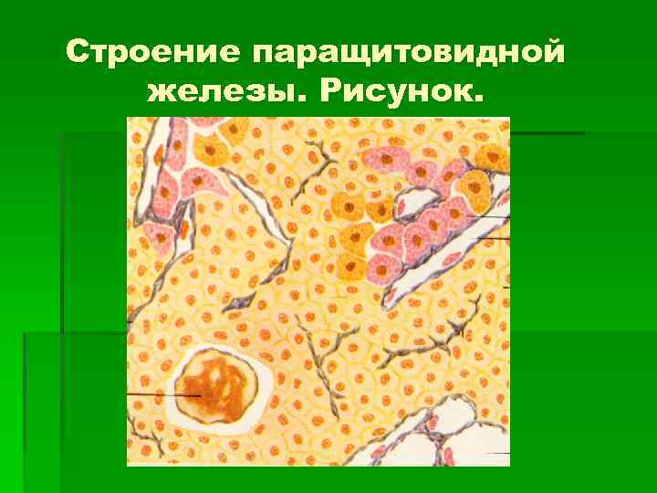 Строение паращитовидной железы. Рисунок. 