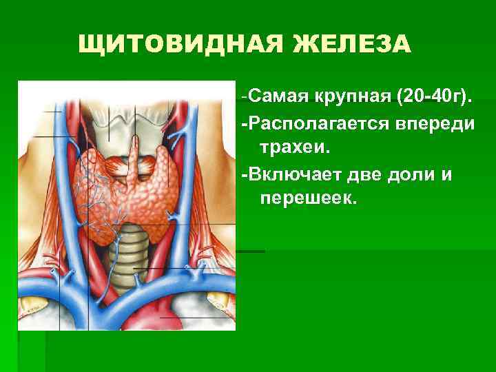 ЩИТОВИДНАЯ ЖЕЛЕЗА -Самая крупная (20 -40 г). -Располагается впереди трахеи. -Включает две доли и