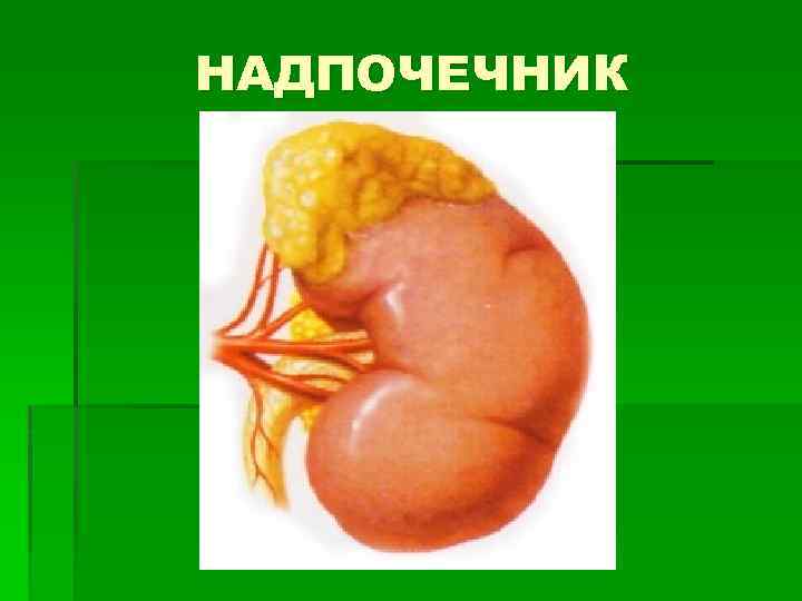 НАДПОЧЕЧНИК 