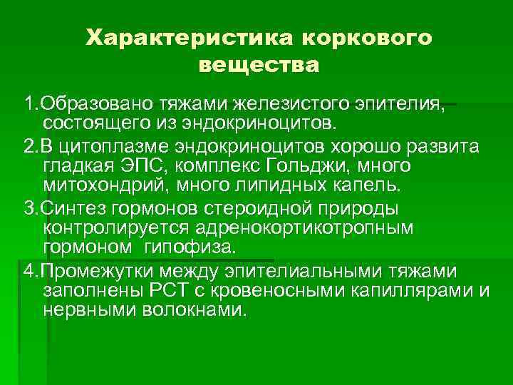 Характеристика коркового вещества 1. Образовано тяжами железистого эпителия, состоящего из эндокриноцитов. 2. В цитоплазме