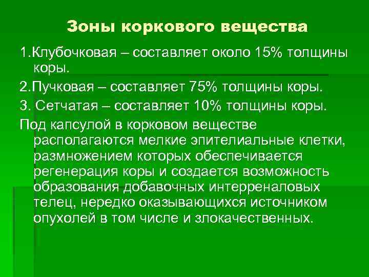 Зоны коркового вещества 1. Клубочковая – составляет около 15% толщины коры. 2. Пучковая –