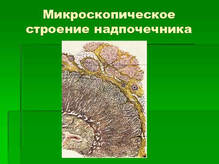 Микроскопическое строение надпочечника 