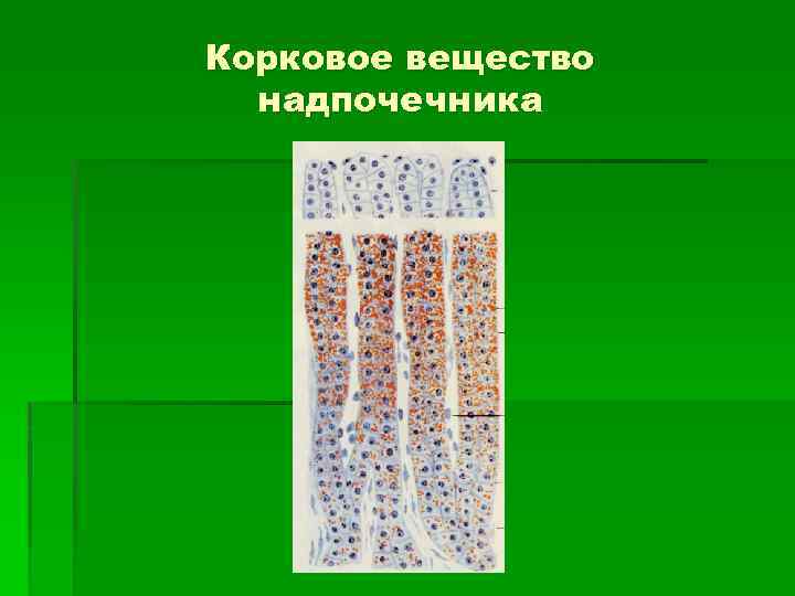 Корковое вещество надпочечника 