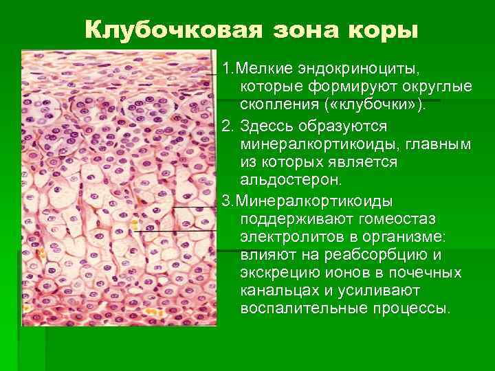 Клубочковая зона коры 1. Мелкие эндокриноциты, которые формируют округлые скопления ( «клубочки» ). 2.