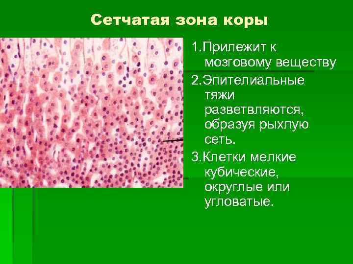 Сетчатая зона коры 1. Прилежит к мозговому веществу 2. Эпителиальные тяжи разветвляются, образуя рыхлую