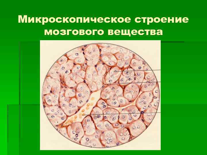 Микроскопическое строение мозгового вещества 