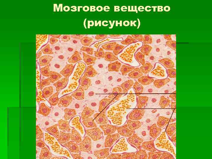 Мозговое вещество (рисунок) 