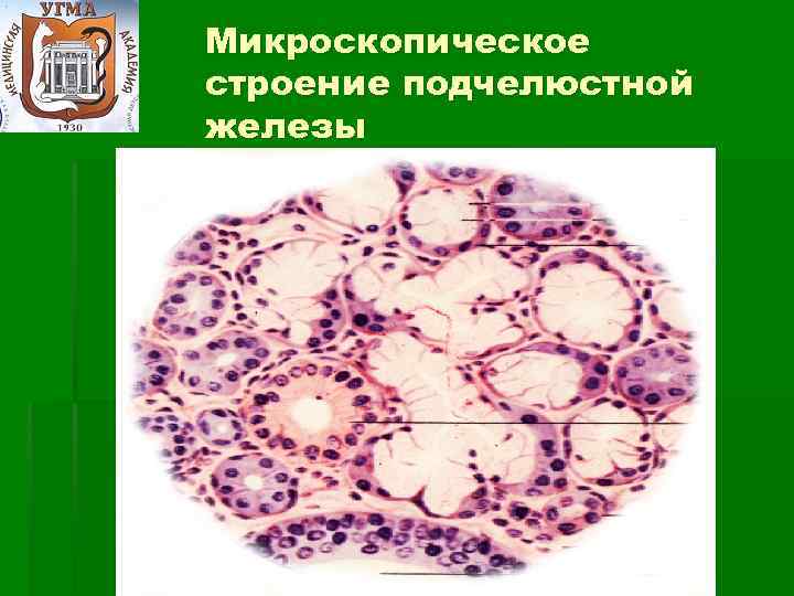 Микроскопическое строение подчелюстной железы 