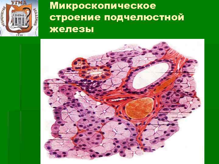 Микроскопическое строение подчелюстной железы 