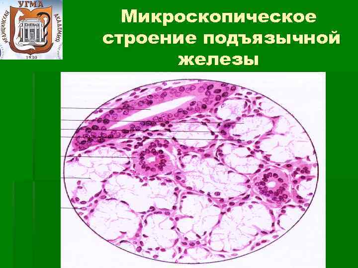 Микроскопическое строение подъязычной железы 