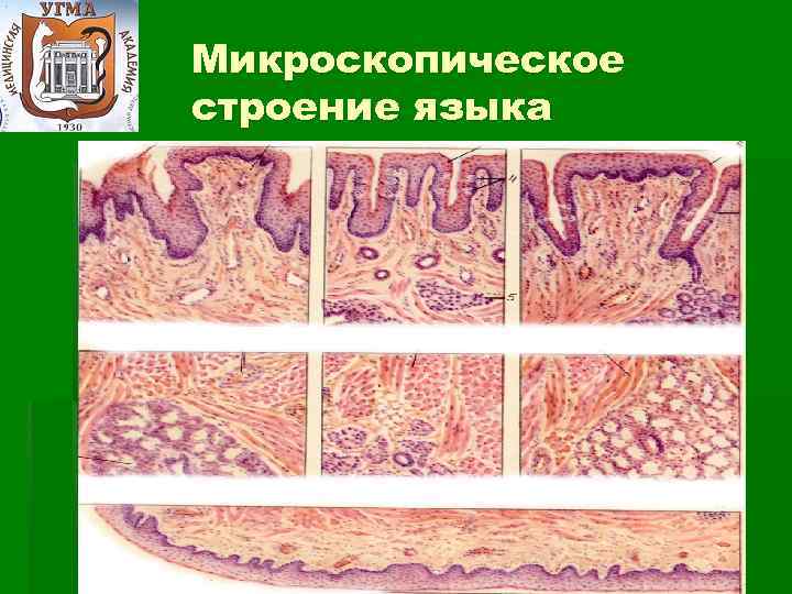 Микроскопическое строение языка 