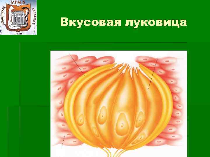 Схема строения вкусовой луковицы