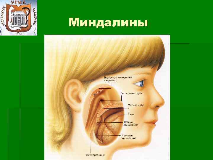 Миндалины на шее расположение схема - 86 фото