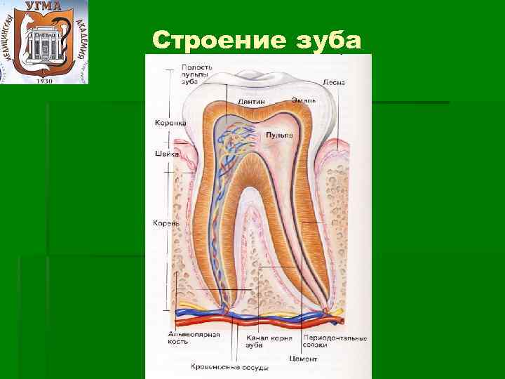 Презентация анатомия зуба