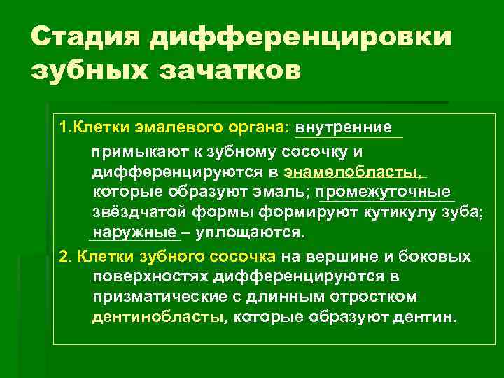 Стадия дифференцировки зубных зачатков 1. Клетки эмалевого органа: внутренние примыкают к зубному сосочку и