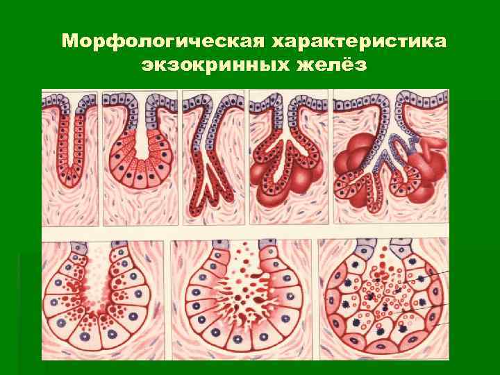 Морфологическая характеристика экзокринных желёз 