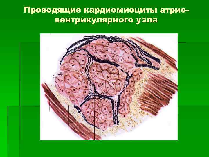 Проводящие кардиомиоциты атриовентрикулярного узла 