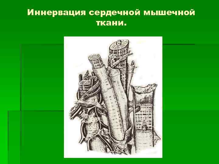 Иннервация сердечной мышечной ткани. 