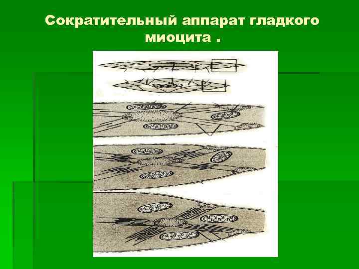 Сократительный аппарат гладкого миоцита. 