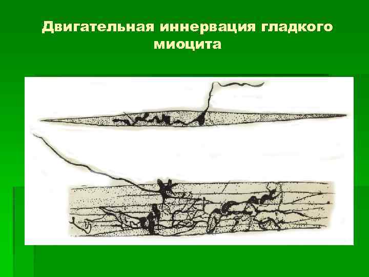 Двигательная иннервация гладкого миоцита 