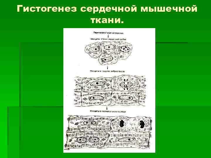 Гистогенез сердечной мышечной ткани. 