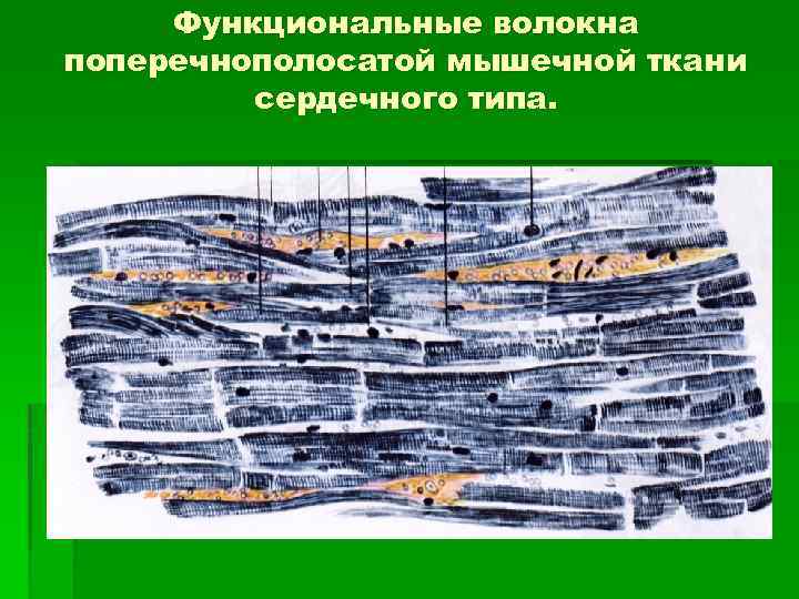 Функциональные волокна поперечнополосатой мышечной ткани сердечного типа. 