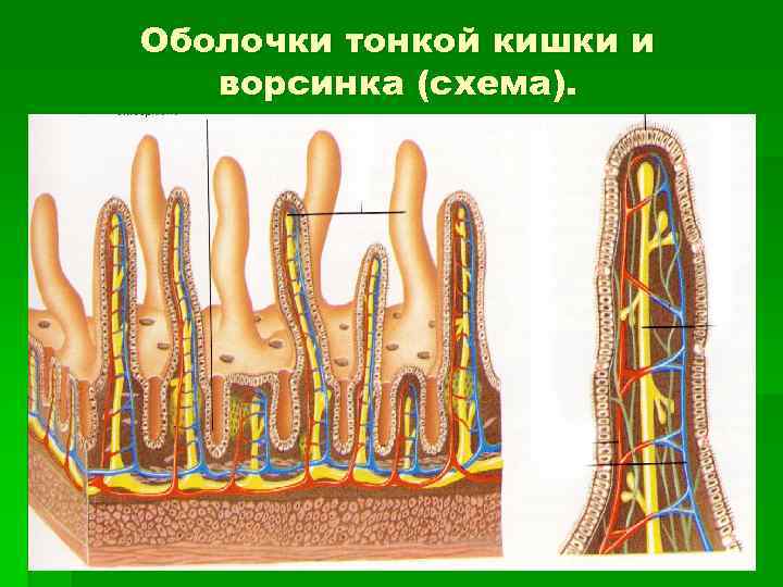В ворсинках тонкого кишечника происходит. Ворсинки и микроворсинки. Строение микроворсинки тонкого кишечника. Ворсинки и микроворсинки кишечника. Строение кишечной ворсинки.