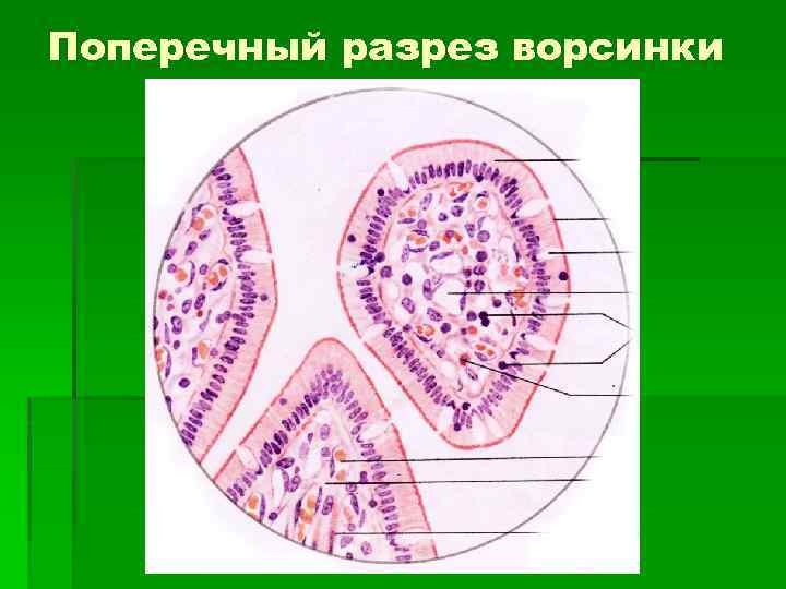 Поперечный разрез ворсинки 