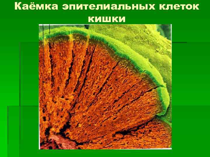 Каёмка эпителиальных клеток кишки 