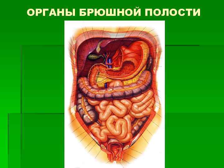 Расположение органов у человека в брюшной полости фото