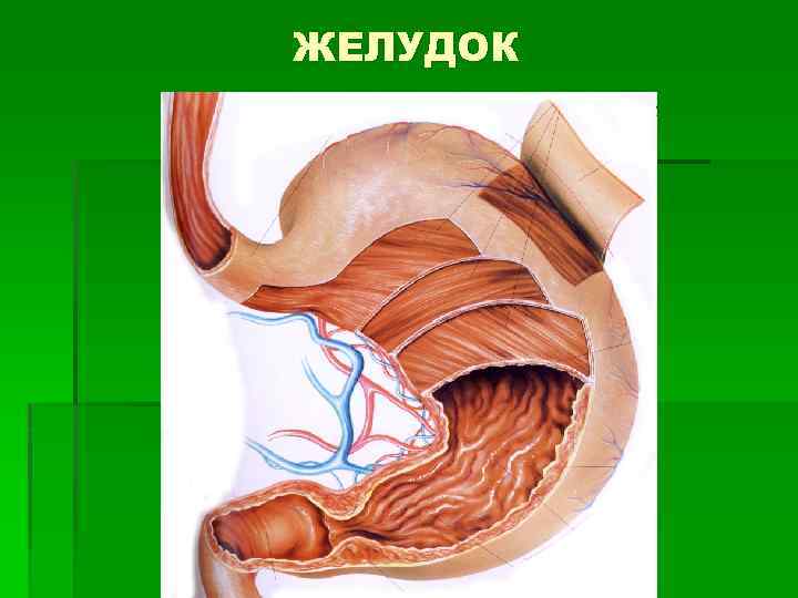 Органы желудка. Место расположения желудка. Желудок расположение в уровень. Правильное расположение желудка. Желудок орган картинка.