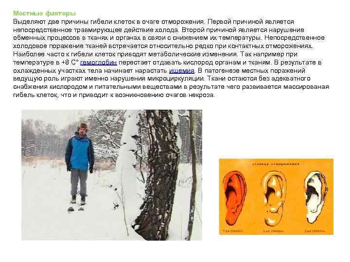 Местные факторы Выделяют две причины гибели клеток в очаге отморожения. Первой причиной является непосредственное