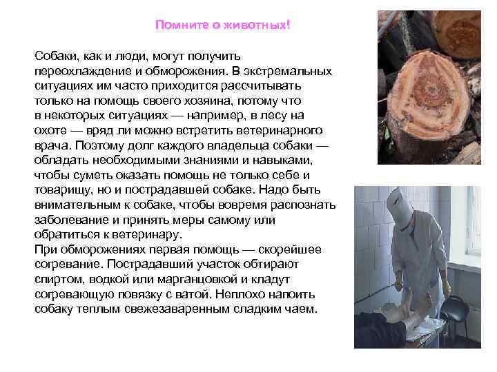 Помните о животных! Собаки, как и люди, могут получить переохлаждение и обморожения. В экстремальных