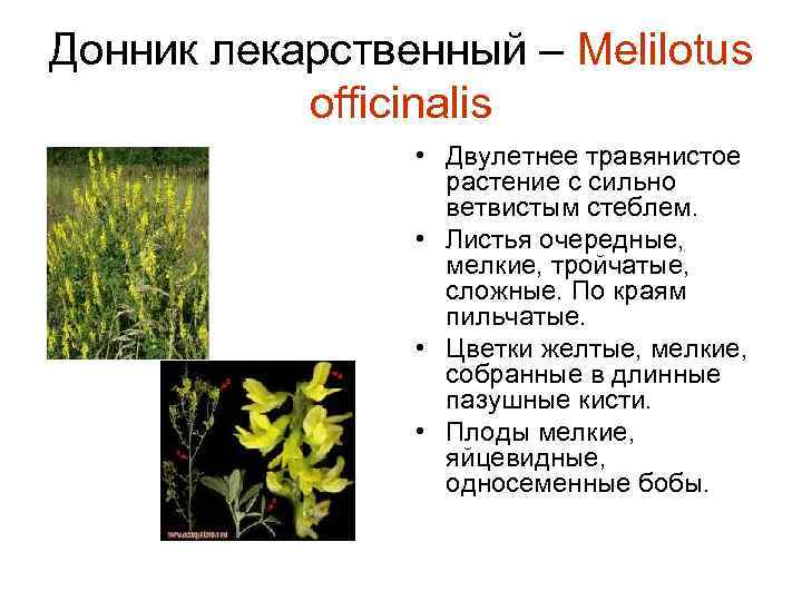 Донник лекарственный – Melilotus officinalis • Двулетнее травянистое растение с сильно ветвистым стеблем. •