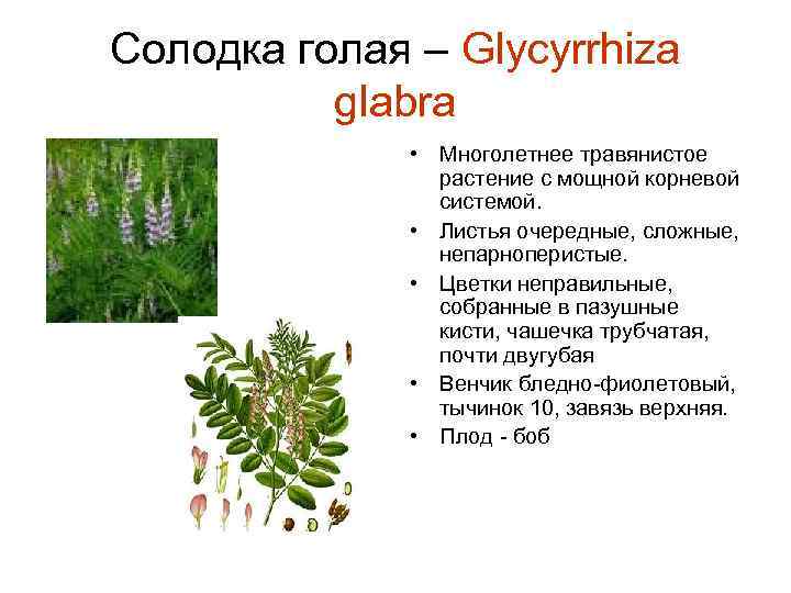 Солодка голая – Glycyrrhiza glabra • Многолетнее травянистое растение с мощной корневой системой. •